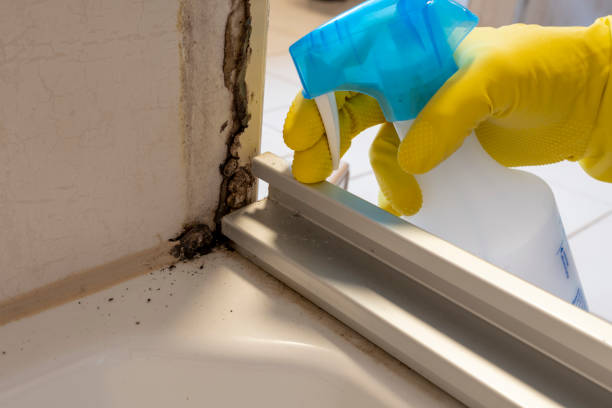 Office Mold Removal Services in Whitestown, IN