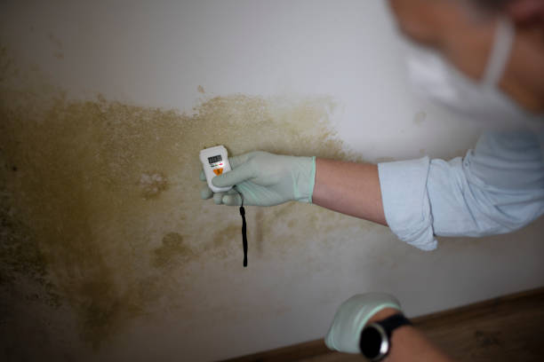 Best Attic Mold Removal  in Whitestown, IN