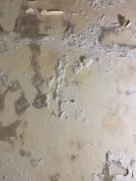 Best Affordable Mold Removal  in Whitestown, IN