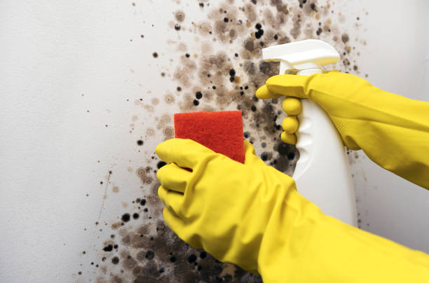 Professional Mold Removal in Whitestown, IN
