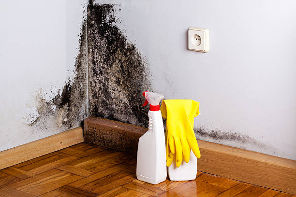Best Black Mold Removal  in Whitestown, IN