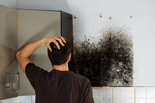 Best Mold Cleaning Services  in Whitestown, IN